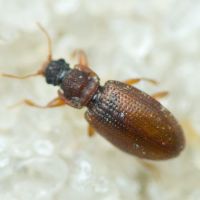 Enicmus