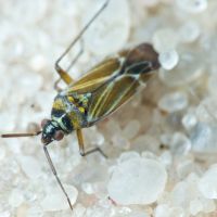 Hoplomachus thunbergii