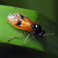 Argidae