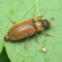 Byturus ochraceus
