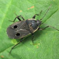 Graptopeltus validus