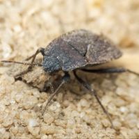 Gonianotus marginepunctatus