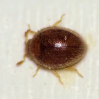 Mychothenus minutus