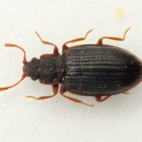 Latridius consimilis
