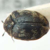Anthrenus