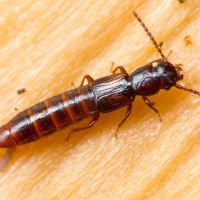 Siagonium quadricorne
