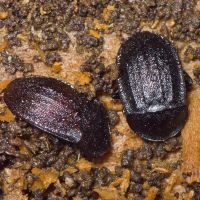 Phosphuga atrata