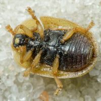 Hypocassida cornea