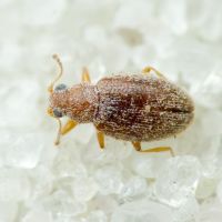 Melanophthalma