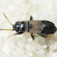 Ischnocoris hemipterus