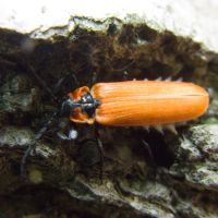 Lygistopterus sanguineus