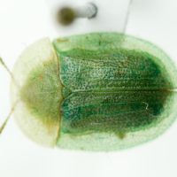 Cassidinae