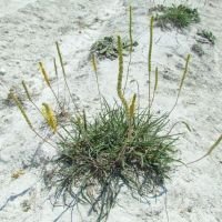 Plantago maritima subsp. ciliata