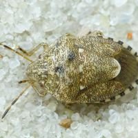 Staria lunata