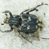 Valgus hemipterus