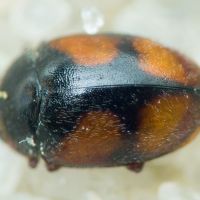 Scymnus frontalis