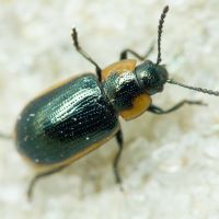 Prasocuris (Hydrothassa) marginella