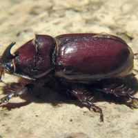 Oryctes nasicornis