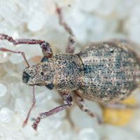 Strophosoma capitatum