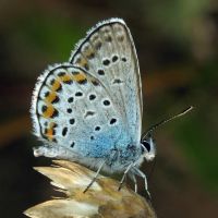 Plebejus argus
