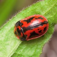 Pilemostoma fastuosa