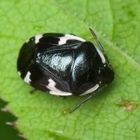 Tritomegas sexmaculatus
