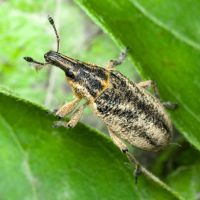 Cyphocleonus adumbratus