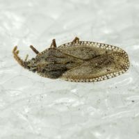 Tingis (Tingis) crispata