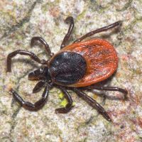 Ixodes ricinus