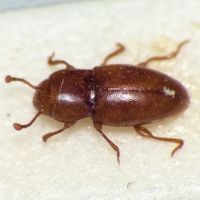 Merophysia striatella
