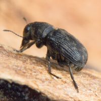 Rhaphitropis marchica