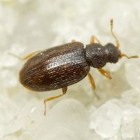 Melanophthalma