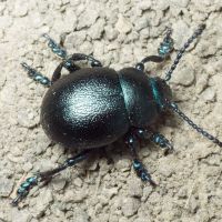Timarcha goettingensis