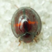 Chilocorus