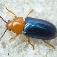 Triplax aenea