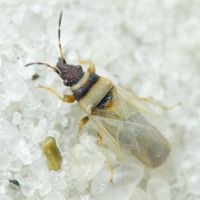 Oxycarenus (Euoxycarenus) pallens