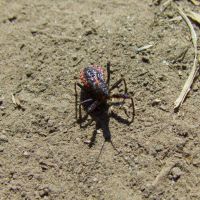 Rhynocoris annulatus