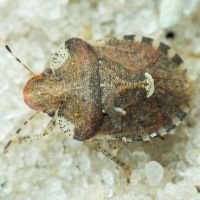 Dyroderes umbraculatus