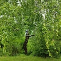 Betula
