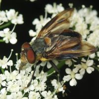Phasia hemiptera