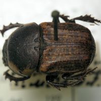 Chironitis hungaricus