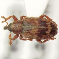 Ellescus infirmus
