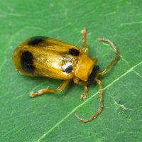 Phyllobrotica quadrimaculata