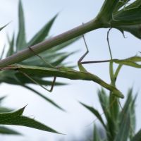 Mantis religiosa