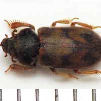 Heterocerus parallelus
