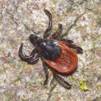 Ixodes ricinus