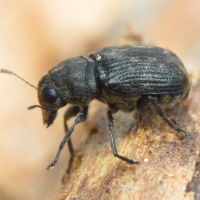 Rhaphitropis marchica