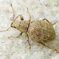 Sciaphilus asperatus