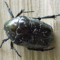 Protaetia marmorata