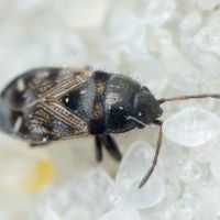 Pionosomus opacellus